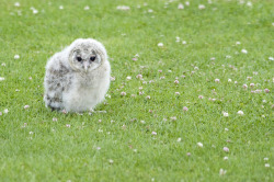 fat-birds:  Baby Ural Owl by ngbyrne on Flickr. 