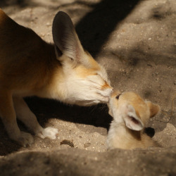 occipitalfiesta:  Fennec fox kits from the Palm Beach Zoo. Photo credits: Palm Beach Zoo / Brett Bartek 
