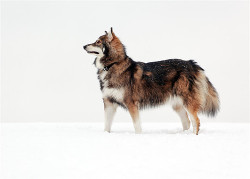 pushtheheart:  The Utonagan is a breed of dog that resembles a wolf, but in fact is a mix of three breeds of domestic dog: Alaskan Malamute, German Shepherd, and Siberian Husky. 