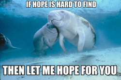 calmingmanatee:  [Image description: Two manatees are together in the sea, slightly above the camera. One is nuzzling the other’s cheek. TOP TEXT: “If hope is hard to find.” BOTTOM TEXT: “Then let me hope for you.”]  