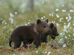 magicalnaturetour:  Adorable brown bear cubs by Marko Knig :)