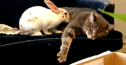 roseflavoured:  clurrforsure:  notalickofsense:  andreaschoice:  I just died  Omg, the way the bunny just flops down and snuggles up. *dies*  Bunnies flop like that when they are happy/content  