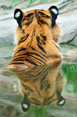 theanimalblog:  Tiger reflection (by Tambako the Jaguar) 