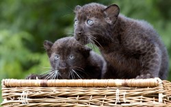 theanimalblog:  Black panther twins named Remaong (male, R) and Ferra (female) are presented at the Tierpark Zoo in Berlin.  Picture: DAVID GANNON/AFP/GettyImages