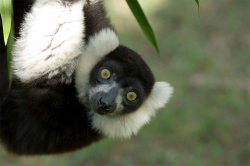 rhamphotheca:  Lemurs Named World’s Most