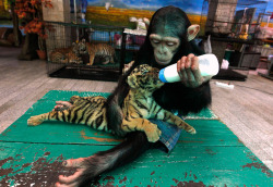 cassaroo:  Oh, just a baby chimp feeding a baby tiger.  No big. 
