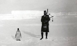 babiesareyum:  “A member of the Scottish National Antarctic Expedition plays the bagpipe for an indifferent penguin, 1904.” 