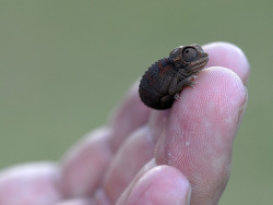Thezohar:  Teeny Tiny Chameleon With Teeny Tiny Little Chameleon Feet 