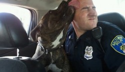 face-down-asgard-up:  rosa—sparks:  wilwheaton:  dogjournal:  POLICE OFFICER ADOPTS “VICIOUS” PIT BULL -”The dog came over with it’s tail between it’s legs and panting. I grabbed my water bottle and the dog sat down next to me and began licking