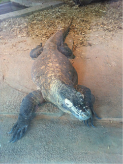 I would love to have my own Komodo dragon!