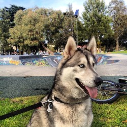 Skatepark hangs with my boy! #boston #husky #malamute #bmx #swag @navvv  (Taken with Instagram)