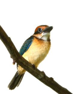 rhamphotheca:  Critically Endangered Micronesian Kingfisher Hatches at National Zoo by Smithsonian staff The National Zoo cares for some of the rarest animals on earth, including the Micronesian kingfisher, a bird that has been extinct in the wild for