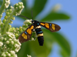 rhamphotheca:  Diurnal Wasp Moth (Euchromia horsfieldi), Christmas Island, off the coast of Java, Indonesia. - family Arctiidae, “Tiger Moths” (photo: John Tann)