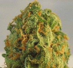 4twentyfairy:  Green Ribbon from the Green Door Cannabis Club :) 