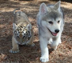 queernonymoose:  witchsistah:  widdershinsgirl:  wolfdogs:  BABY WOLF + BABY TIGER = THE CUTEST FRIENDSHIP  SO DANGEROUS BUT SOOOOOO KYOOOOOOOOT  Tiger: When we grow up, we’re gonna eat EVERYBODY! Wolf: YUP!  friendship is magic 
