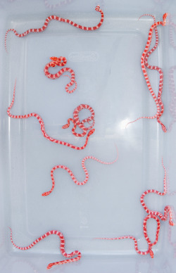 microbe:  A container filled with baby corn snakes 