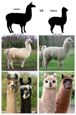 dontmakepeopleintoheroes:  bunny-booty:  Alpacas are so much fucking cuter then llamas. sdfgsdg  YOU FORGOT THE FOLLOWING POINTS: LLAMAS HAVE BIG ASS TEETH TO RIP OUT YOUR FUCKING THROAT ALPACAS HAVE FUZZY LIPS TO NUZZLE YOU GENTLY TO SLEEP LLAMAS WILL