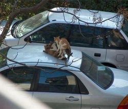 theclearlydope:  Me on the phone: Yeah I’m going to be late to work today. Supervisor: Why? Me: There’s a cat gang bang happening on top of my car. Supervisor: (silence) Supervisor: Well can’t you break it up? Me: Who am I to break up a cat gang