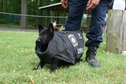 hearthewolfhowl:  madlori:  vastderp:  policecars:  Brimfield PD (Ohio) - This is the new puppy at training today….we don’t think the bullet proof vest fits….just yet  *SHRIEK*  *SHRIEK* *SHRIEK* LOOK AT THE BRAVE LITTLE BUDDY FIGHTING CRIME  I’M