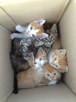 memewhore:  Get me a box of kittens, STAT!