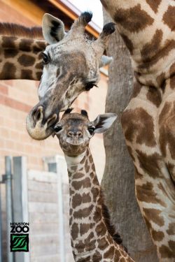 theanimalblog:  The Houston Zoo is proud to announce the birth of a ­­male Masai Giraffe. Mom Tyra delivered the healthy baby shortly before 8 p.m. on July 14 following a 14 month pregnancy. This is 14-year-old Tyra’s seventh calf. The proud first