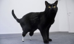 lunalorraine:gorillamunchies:engineering-students:Neuro orthopedic surgeon Dr. Noel Fitzpatrick works with biomedical engineers to give new prosthetic paws to the first bionic cat.those are tiniest little bionic peepaws I’ve ever seenOmg babe