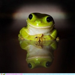 cosmictuesdays:  perspi-looks:  cimness:  (via Shared from Opera)  THAT IS A FUCKING ADORABLE FROG RIGHT THERE  GODDAMN IS THAT FROG FUCKING ADORABLE. 