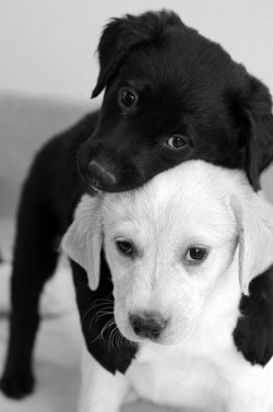 smokeweeedgethigh:  I’m honestly surprised no bitch has a comment on here saying something like: “look, that black dog is loving on that white dog, because they do not see color, they just love each other. who knows, maybe they’re both guy dogs,