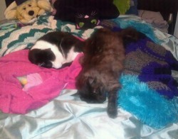 I Walk Into My Room, Intent To Go To Bed, And I Find These Two&Amp;Hellip; Sleeping