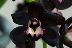 tsubamepro:  zelinxia:  chuchurei:  lanesoflunacy:  kelbyshyanne:   Black isn’t a color you often find in the orchid family, Orchidaceae. It is therefore highly coveted. This is Cymbidium Kiwi Midnight, that being its commercial name. This flower is