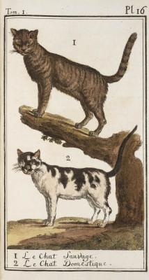 lindahall:  Wild and domesticated cats in Georges Buffon’s Histoire naturelle, 1785. 