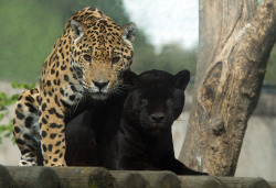 animals-animals-animals:  Jaguars (by Jutta Kirchner) 