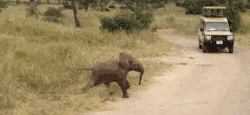 27paperboats:  beau-be-mine:  nevergrowinupp:  Everyone should have a baby elephant running across a road on their blog  IT’S SO CUTE LOOK AT IT’S LITTLE LEGS AND HOW IT’S RUNNING OMFG   LORD SAVE ME LOOK AT ITS LITTLE FEET AND TRUNK AND OH GOD