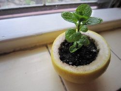my-patronus-is-your-mom:  sexlovemarijuana:  lovelyom:   Use a lemon, orange or a grapefruit to start your seedlings. Plant the entire thing in the ground and the peels will compost directly into the soil to nourish the plants as they grow.  This is so