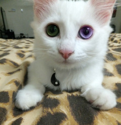 wow look at those eyes