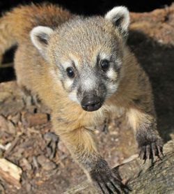 florencecraye:  Coati Cuteness at Tiergarten Delitzsch  Baby coatimundi lemme love you.