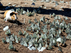 operator-as-fuck:  a fucking wild guinea pig playing in a flock of butterflies….. 