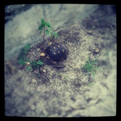 découverte petite tortue plage des Salines (Pris avec Instagram)