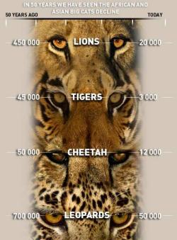 cherriesandpsychobetties:  miss-risk:  ilovecharts:  The Decline Of Big Cats  Just look at those numbers, this is really important  :( 
