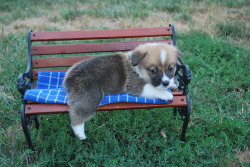 corgiaddict:  Baby Toby on the bench :) Submitted by meandmycorgi.tumblr.com a mini bench for a mini corgi? and one drummie hanging off? *dies from cuteness overload*