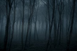 mykindafairytalee:  Dead forest (2/3) by alex robertson on Flickr.  reminds me of sleepy hollow