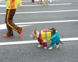 unlikelywords:  If you’ve seen a better picture of a dog dressed as two dogs carrying a present today, I don’t believe you.  