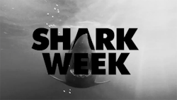 oddjordann:  Shark Week starts Sunday!  omg im so excited!