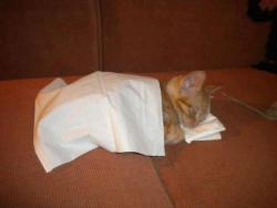 ofdarklands:   browneyedcunt:   jillstrif:     Kell fell asleep on the couch one night so we gave him a pillow and a blanket Which we made out of kleenex because we always have those around on our coffee table for when we watch feely stuff   MY HEART