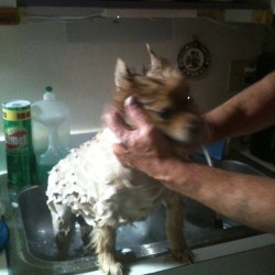 Brandy taking a bath #dog #bath #2012 #summer