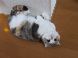 sasaq:  とにかくまるいの！| 猫の画像｜猫ギャラリー   scottish folds are such cuuuties omg.