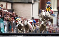 theanimalblog:  A sheep racing competition is held on a street in the town of Moffat in Dumfriesshire, Scotland Picture: Michael McGurk / Rex Features