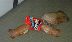 theun-sj:i-can-solve-a-rubiks-cube:girlatsunrise:sebuttstian:merksmirs:paulyoptosaurus:accio-avengers:  wollipyos:  asexuals:  What are those?  Those are Doritos.  seriously though, what the fuck are those?!  doritos. its an old bag design i know.  