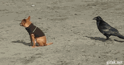 bitterstar88:  Crow Bites A Dogs Tail    I just&hellip;the crow acts all casual when when dog looks at it&hellip;that&rsquo;s too adorable