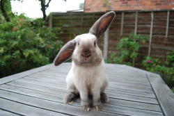 dailybunny:  Bunny Is Only Half Listening